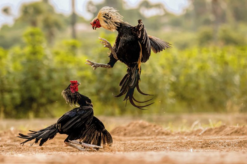 hình ảnh Gà Giải Đá Gà Thế Giới (World Cockfighting Championships)